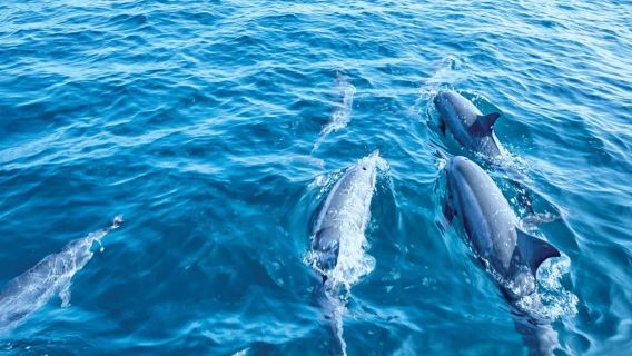Palma de Mallorca: 3-Hr Dolphin Watching Boat Excursion + Swim & Snorkelling