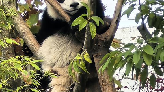 Chengdu Research Base of Giant Panda Breeding Half Tour Study activity-Panda Flight Officer