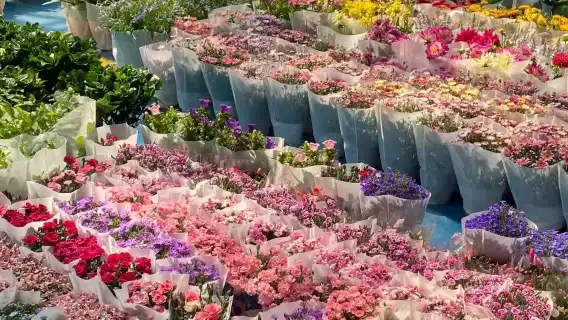 Kunming Old Town Half Day Private Tour