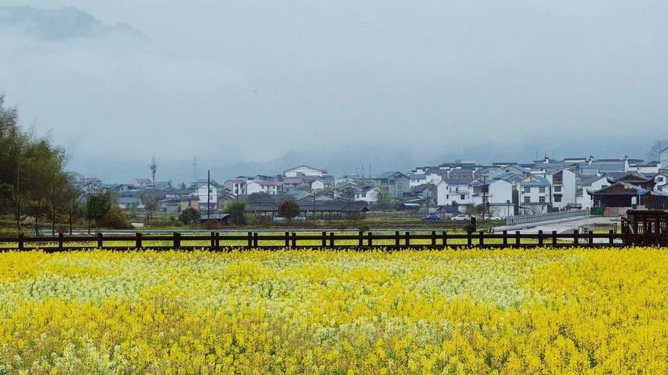 五夫鎮是朱熹的故鄉，春天有油菜花田，夏天有荷花盛開，秋冬時節則可擁抱古樹享受暖陽。