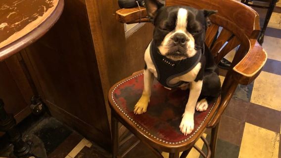 La tournée des pubs littéraires de Londres