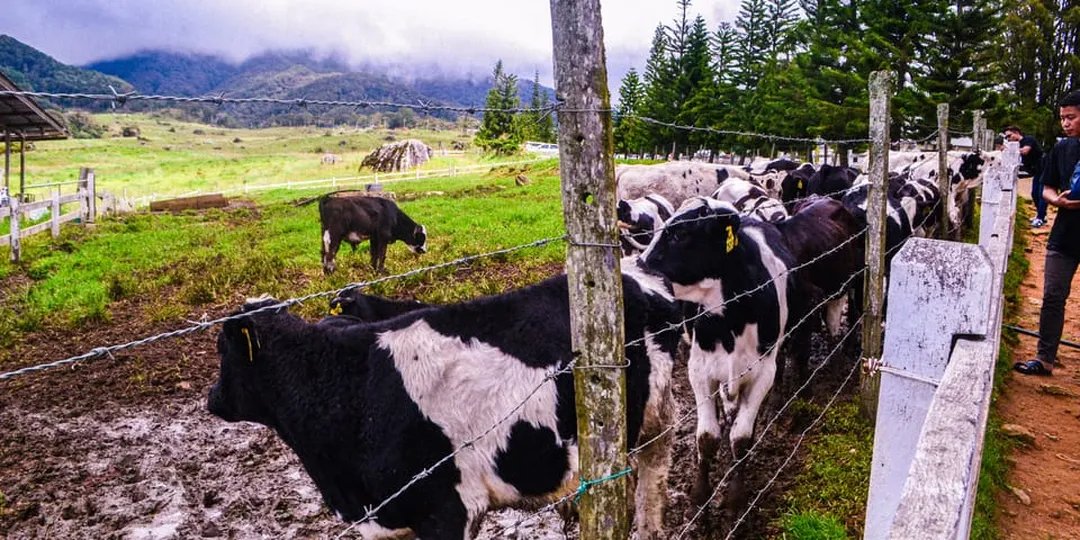 Sabah: Kinabalu Park, Poring Hot Springs & Desa Farm Tour
