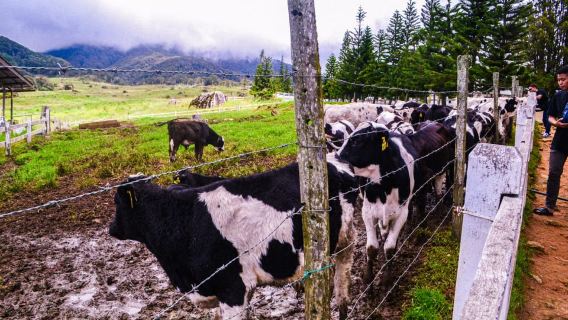 Sabah: Kinabalu Park, Poring Hot Springs & Desa Farm Tour