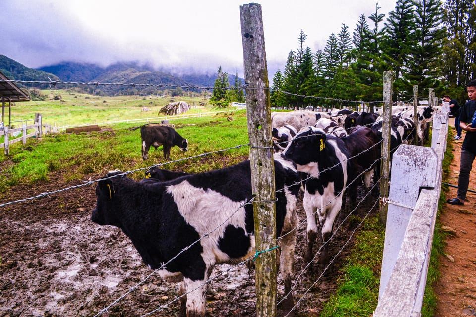 Sabah: Taman Kinabalu, Kolam Air Panas Poring & Lawatan Ladang Desa