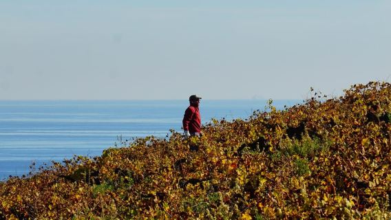 Manilva: Nilva Vineyard, Wine Tasting & Tapas Guided Tour