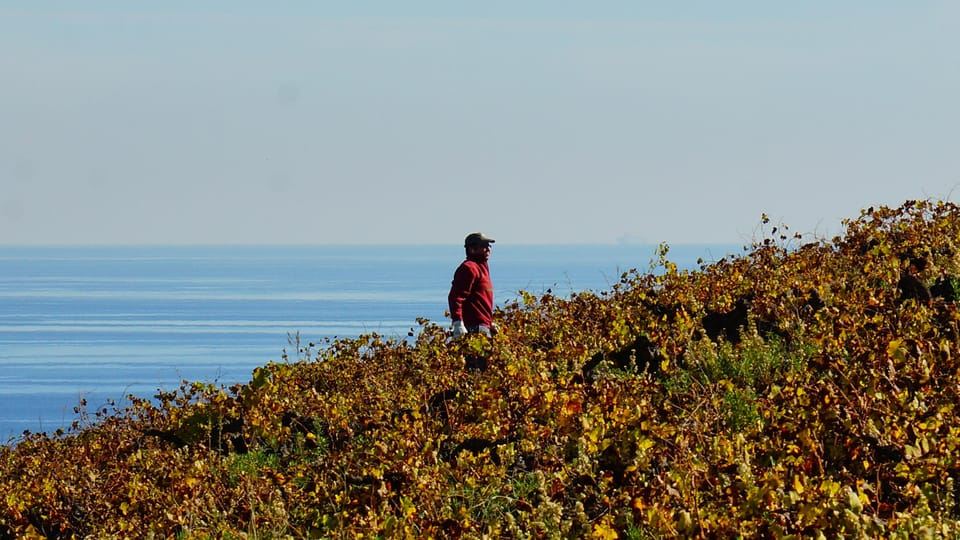 Manilva: Nilva Vineyard, Wine Tasting & Tapas Guided Tour