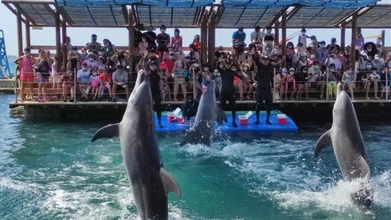 SANTAMARTA: TOUR COMBO taximarino+delfines 5m+Acuario+almuerzo+playa blanca