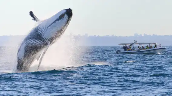 Sydney: 2.5 hour Adventure Whale Watching Cruise