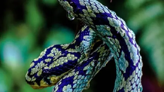 Sri Lanka : Sinharaja Rainforest Guided Trek with Pickup