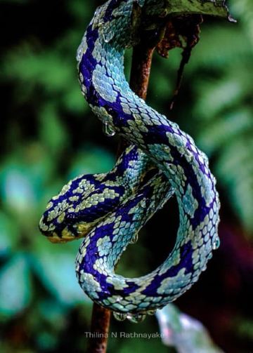 Sri Lanka : Sinharaja Rainforest Guided Trek with Pickup