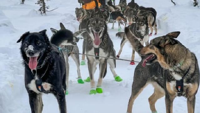Winter-Hundeschlitten-Tour Tag oder Nacht Mush!