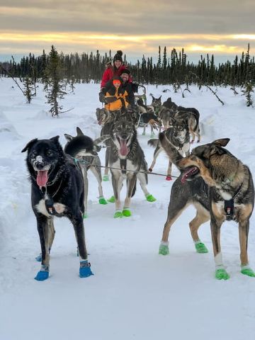 Winter Dog Sled Tour Day or Night Mush!