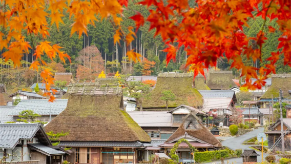 京都天橋立 + 伊根舟屋 + 美山町北村一日遊，秋季賞楓
