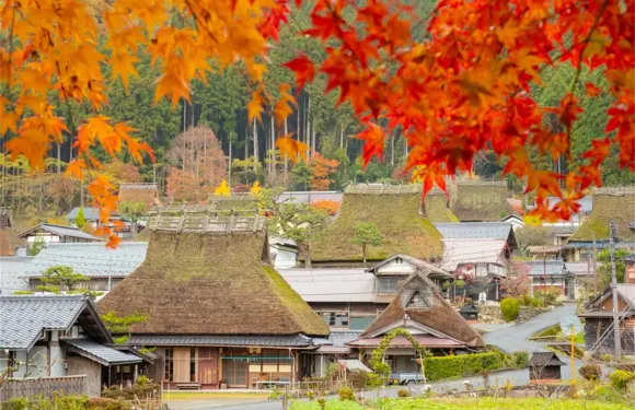 京都天橋立 + 伊根舟屋 + 美山町北村一日遊，送蝦條賞櫻花