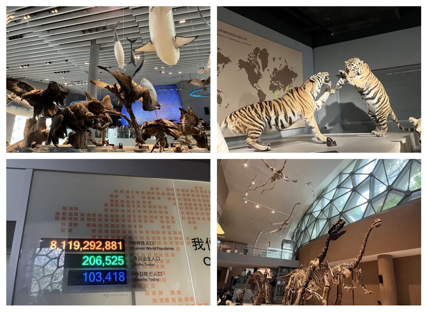 Tour di studio per famiglie nel centro di Shanghai in Cina con trasferimento porta a porta e itinerario personalizzabile