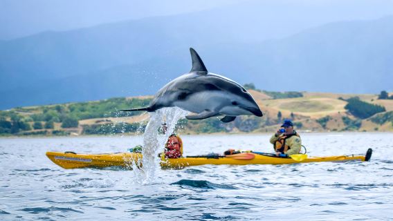 Tour 1 ngày Kaikoura từ Christchurch (bao gồm trải nghiệm chèo thuyền kayak ngắm động vật hoang dã) - nhóm nhỏ
