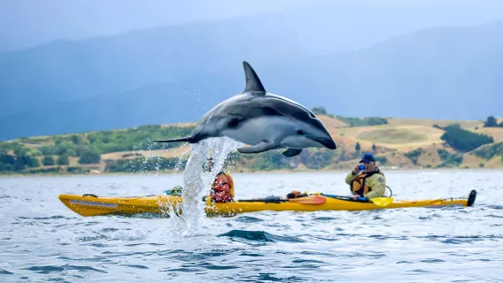 Nuova Zelanda: tour di un giorno a Kaikoura (da Christchurch, con esperienza di kayak tra la fauna selvatica) - piccolo gruppo