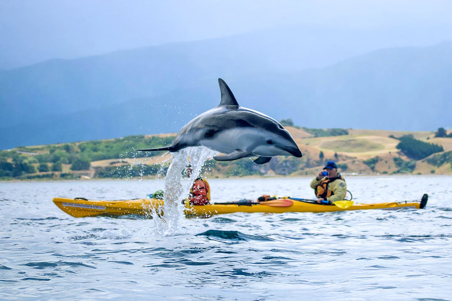 New Zealand Kaikoura 1-day tour (departing from Christchurch, including wildlife kayaking experience) small group