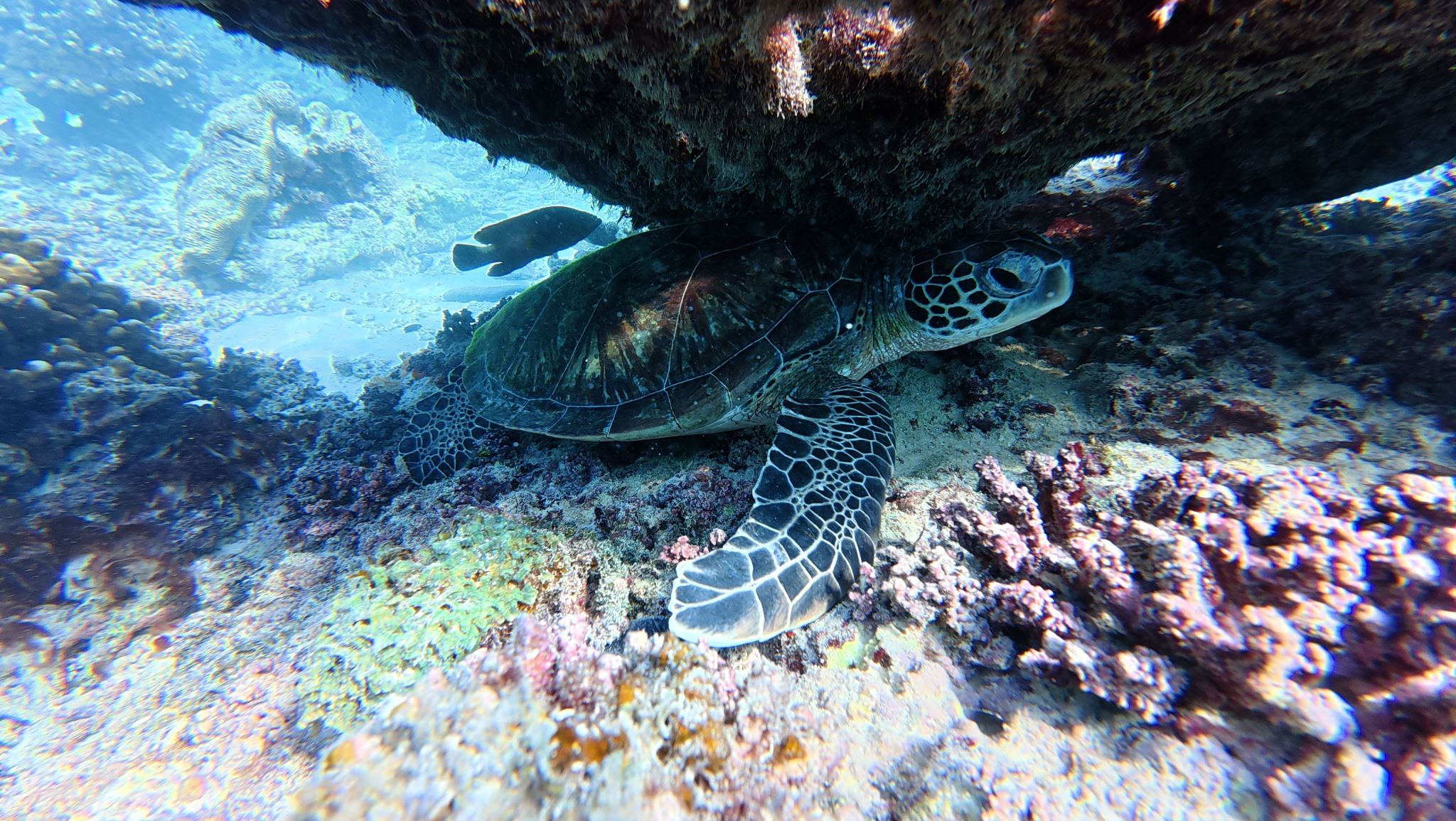 Avventura di Snorkeling alle Isole Dimaniyat – Partenza da Al Mouj Marina (Escursione di Mezza Giornata)