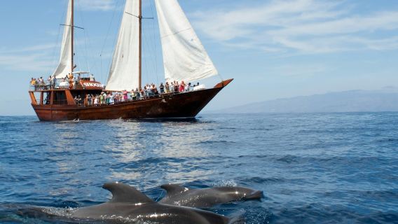 コスタ・アデヘ：2時間ガイド付きクジラ＆イルカウォッチングクルーズ