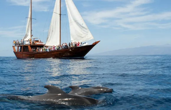 哥斯達阿德赫：2小時觀鯨及觀賞海豚郵輪導賞團