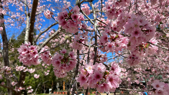Una excursión de un día al Bosque de cerezos en flor de las Tres Gargantas, el Templo Ancestral de las Tres Gargantas y la Antigua Calle de las Tres Gargantas.