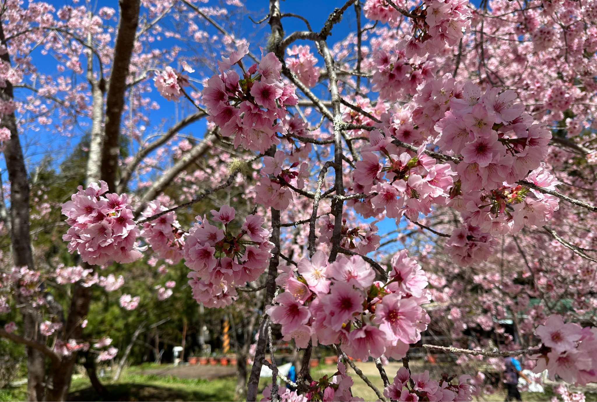 A day trip to the Three Gorges Big Bear Cherry Blossom Forest, Three Gorges Ancestral Temple, and Three Gorges Old Street.
