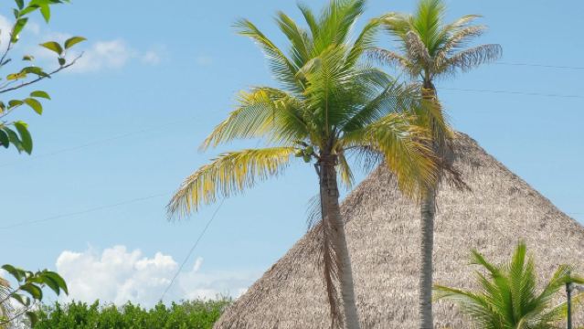 美國邁阿密乘船觀鱷魚：大沼澤地國家公園深度遊【中文專導包車】