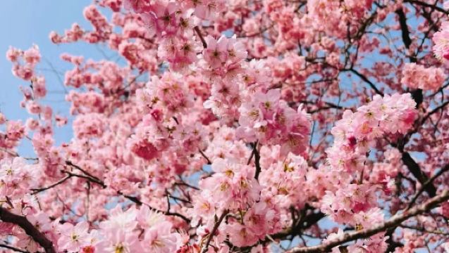 Lawatan separuh hari untuk menikmati bunga sakura di Universiti Wuhan | Tiket tempahan |