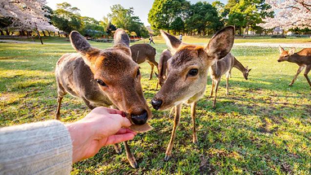 Dagsrejse til Kyoto Kiyomizu-templet + Nara Park [9-personers gruppe med mulighed for hotelafhentning | Kinesisk | Koreansk]