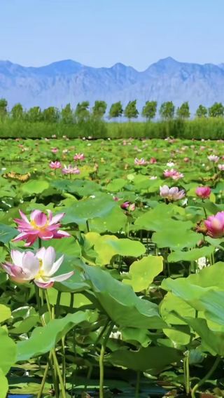 寧夏銀川沙湖+石炭井文旅小鎮（龍餐廳拍攝地）一日遊