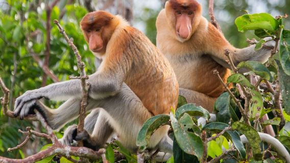 1-day tour to Sabah royal bay sky mirror mangrove | proboscis monkeys and fireflies/private small group optional