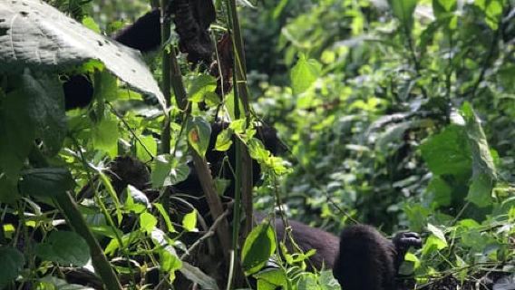 Uganda: Gorilla Trekking and Batwa Cultural Tour