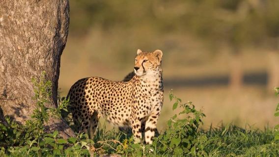 Zebra Plains budget safari tour