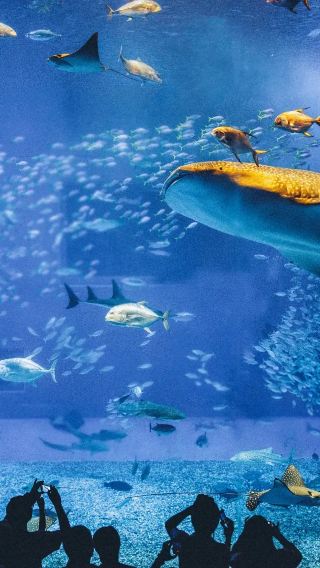 Japan Okinawa Churaumi Aquarium + Neo Park Okinawa + Orion Happy Park 1-day tour※