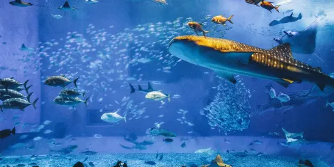 日本沖繩美麗海水族館+名護自然動植物園+叢麗亞樂園一日遊※