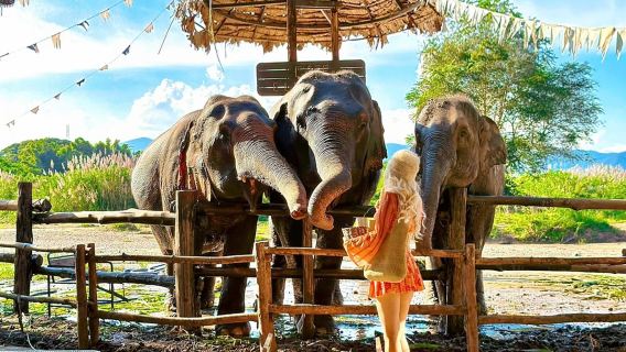 [Premium Small Group Tour] Chiang Mai Nang Nang Waterfall + Elephant Cafe Half-Day Tour