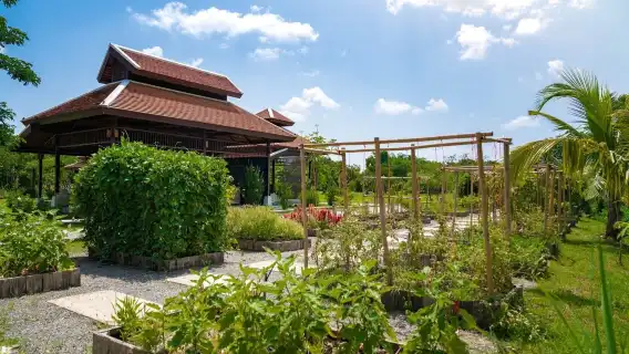 Grandma Home Cooking in Chiang Mai, Thailand Special Experience Available all-day/Morning/Afternoon