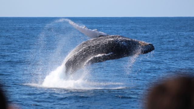Tangalooma Day Cruise dengan Whale Watch Cruise