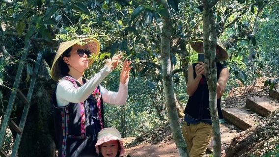 Lawatan Sehari ke Nannuo Shan, Xishuangbanna [Memetik Teh Musim Bunga, Melawat Ladang Teh, Menyeduh & Mencicip Teh/Mempelajari Proses Pembuatan Teh]