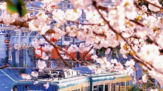 Eendaagse tour naar Tokyo, Kamakura + Enoshima + Komachi-dori + Tsurugaoka Hachimangu-schrijn, inclusief Enoden-ervaring