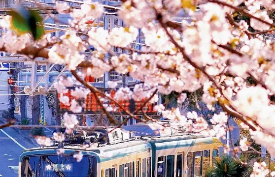 【鐮倉櫻花】東京鐮倉+江之島+鶴岡八幡宮一日遊，含江之電體驗
