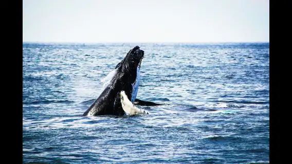 雪梨出海觀鯨遊船 Ocean/Fantasea/GWW/小黑船/小白船/小灰船/OZ/Thunder/庫克船長 多遊船·快艇多場次可選