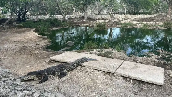 Las Coloradas full-day guided tour