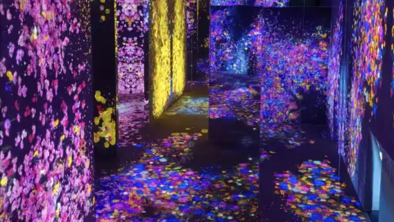 澳門teamlab超自然空間(專車接送,自由選擇時間)