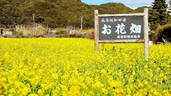 Official ticket: JR Tokyo Wide Area Pass (electronic redemption voucher, redeemable from 8/21)