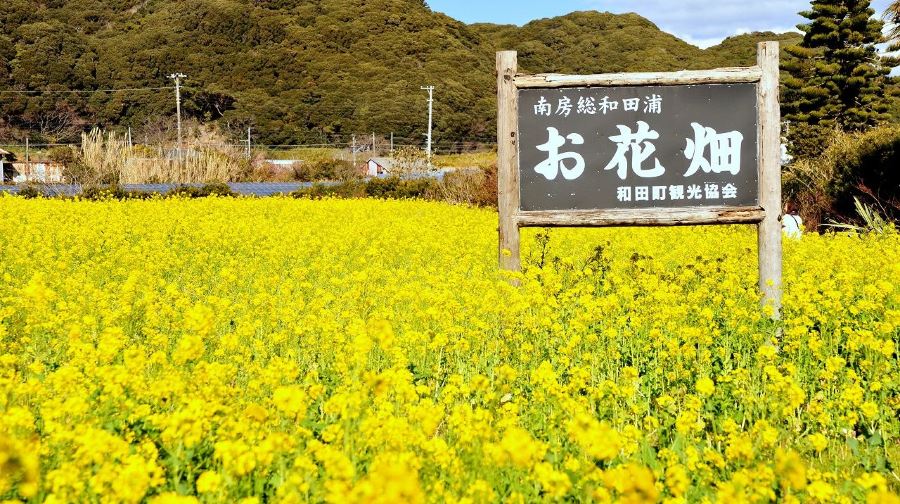 【官方票】JR東京廣域週遊券 （電子兌換券 8/21起可兌換）