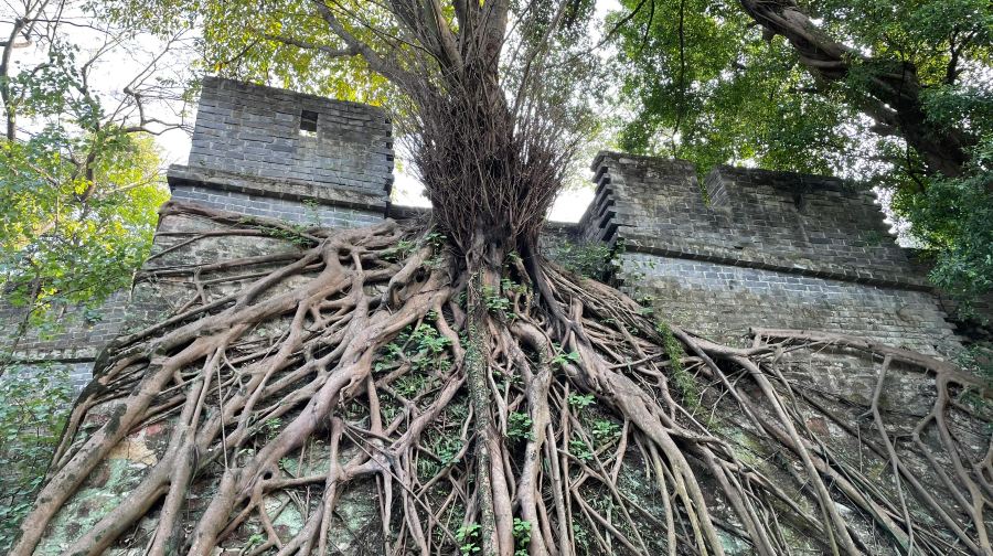 私家小團上門接送【廣州一日遊歷史文化代表景點+外觀廣州塔】