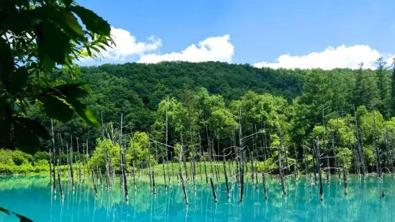 日本北海道旭川+青池+精靈露台+白鬚瀑布【中文私家包車】