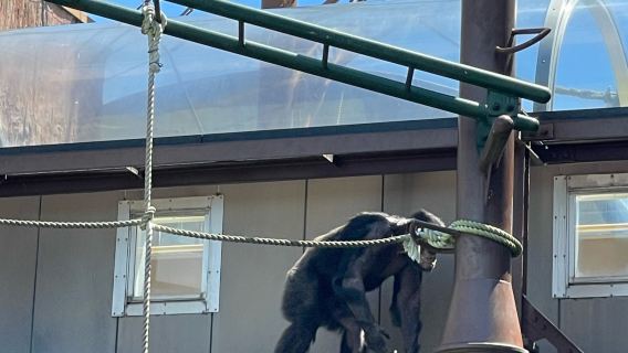 日本札幌來回美瑛青池富良野/可小樽登別北海道多日包車-精選